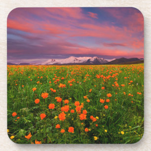 Flowers Wildflower Field Snowcapped Mountains Bier Onderzetter