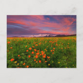 Flowers Wildflower Field Snowcapped Mountains Briefkaart (Voorkant)