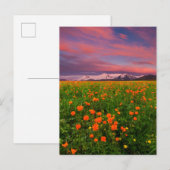 Flowers Wildflower Field Snowcapped Mountains Briefkaart (Voorkant / Achterkant)
