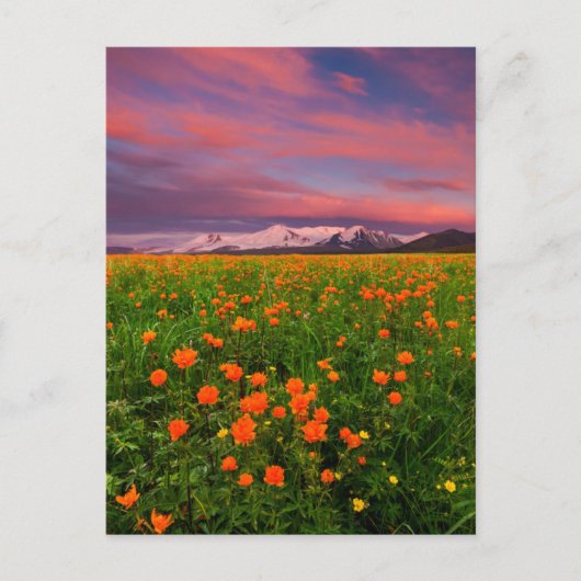 Flowers Wildflower Field Snowcapped Mountains Briefkaart (Voorkant)