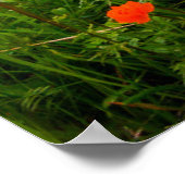 Flowers Wildflower Field Snowcapped Mountains Poster (Hoek)