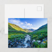 Flowers Wildflowers in Colorado Briefkaart (Voorkant / Achterkant)