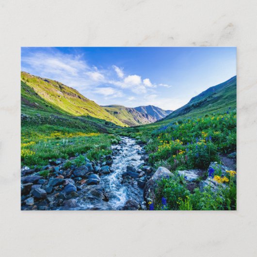 Flowers Wildflowers in Colorado Briefkaart (Voorkant)