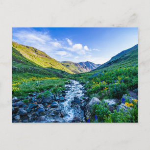 Flowers Wildflowers in Colorado Briefkaart