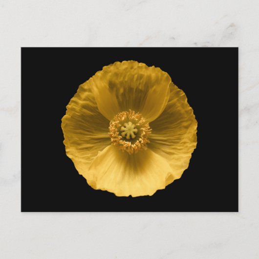 Flowers | Yellow Poppy Briefkaart (Voorkant)