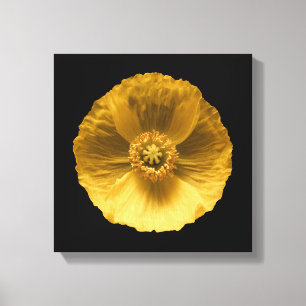 Flowers   Yellow Poppy Canvas Afdruk
