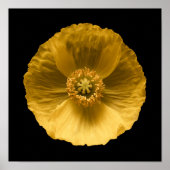 Flowers | Yellow Poppy Poster (Voorkant)