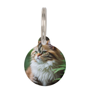 Fluff en knuffels: de mollige Perzische kat Huisdierpenning