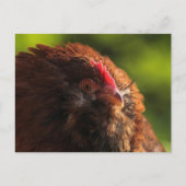 FluffaDerp Briefkaart (Voorkant)