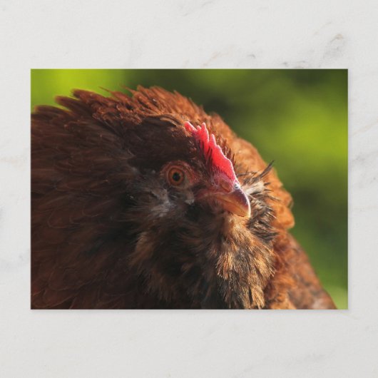 FluffaDerp Briefkaart (Voorkant)