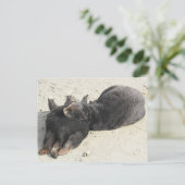 Fluffiest Pillow Zee Otter Briefkaart (Staand voorkant)