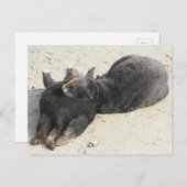 Fluffiest Pillow Zee Otter Briefkaart (Voorkant / Achterkant)