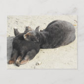 Fluffiest Pillow Zee Otter Briefkaart (Voorkant)