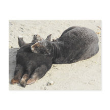 Fluffiest Pillow Zee Otter