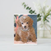Fluffy Abriot Poodle Puppy Dog Briefkaart (Staand voorkant)