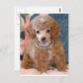 Fluffy Abriot Poodle Puppy Dog Briefkaart (Voorkant / Achterkant)