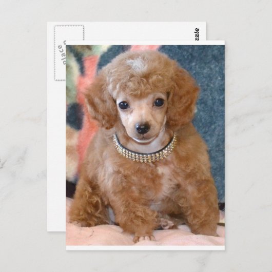 Fluffy Abriot Poodle Puppy Dog Briefkaart (Voorkant / Achterkant)