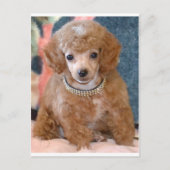 Fluffy Abriot Poodle Puppy Dog Briefkaart (Voorkant)