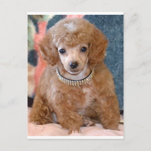 Fluffy Abriot Poodle Puppy Dog Briefkaart (Voorkant)