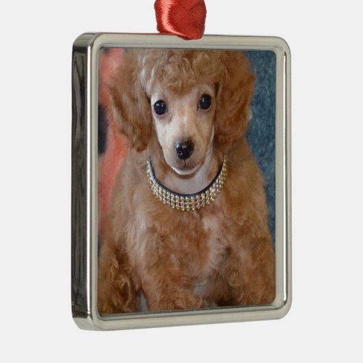 Fluffy Abriot Poodle Puppy Dog Metalen Ornament (Rechts)