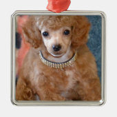 Fluffy Abriot Poodle Puppy Dog Metalen Ornament (Voorkant)