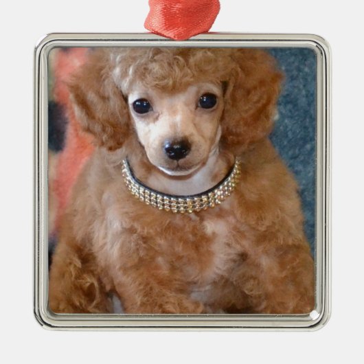 Fluffy Abriot Poodle Puppy Dog Metalen Ornament (Voorkant)