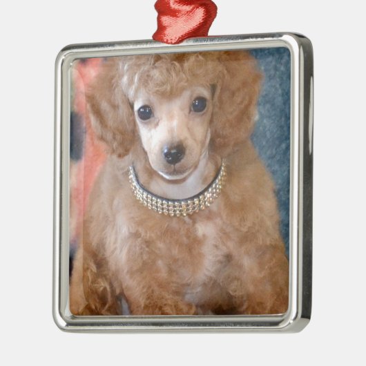 Fluffy Abriot Poodle Puppy Dog Metalen Ornament (Links)