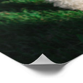 Fluffy Airedale Welsh Terrier Type Dog Puppy Poster (Hoek)