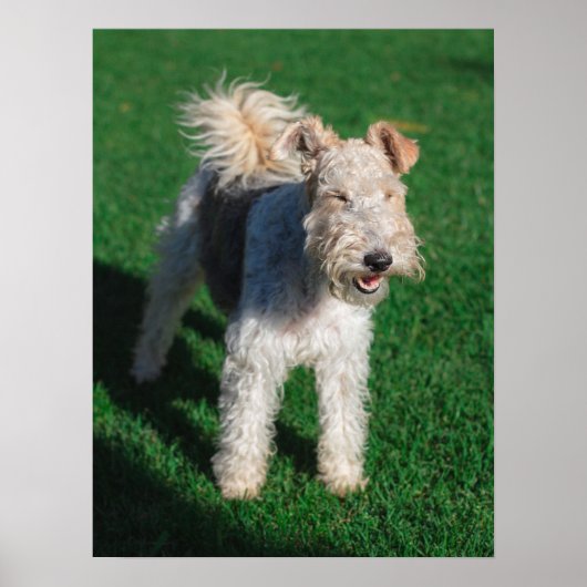 Fluffy Airedale Welsh Terrier Type Dog Puppy Poster (Voorkant)