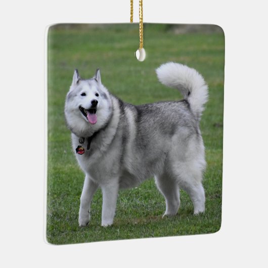 Fluffy Alaskan Malamute Dog Keramisch Ornament (Rechts)