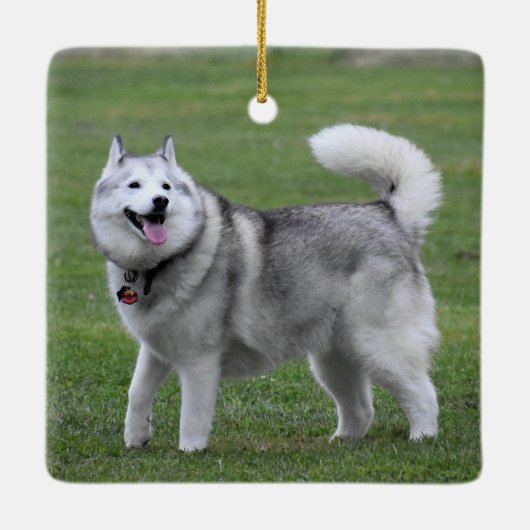 Fluffy Alaskan Malamute Dog Keramisch Ornament (Achterkant)