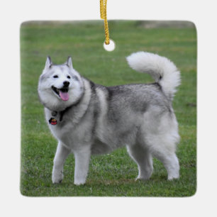 Fluffy Alaskan Malamute Dog Keramisch Ornament