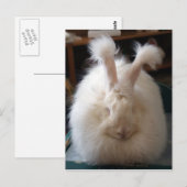 Fluffy Angora Bunny Briefkaart (Voorkant / Achterkant)