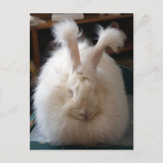 Fluffy Angora Bunny Briefkaart