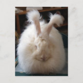 Fluffy Angora Bunny Briefkaart (Voorkant)