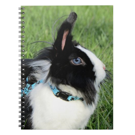 Fluffy Black en White Lionhead Bunny Rabbit Notitieboek (Voorkant)