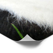 Fluffy Black en White Lionhead Bunny Rabbit Poster (Hoek)