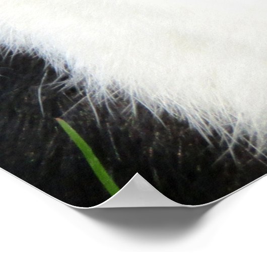 Fluffy Black en White Lionhead Bunny Rabbit Poster (Hoek)