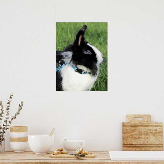 Fluffy Black en White Lionhead Bunny Rabbit Poster (Keuken)