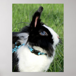 Fluffy Black en White Lionhead Bunny Rabbit Poster