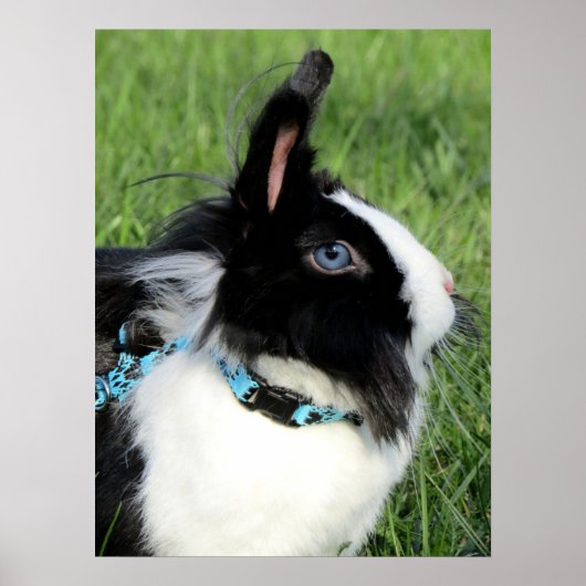 Fluffy Black en White Lionhead Bunny Rabbit Poster (Voorkant)