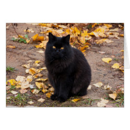 Fluffy Black Kat en Autumn Leaves