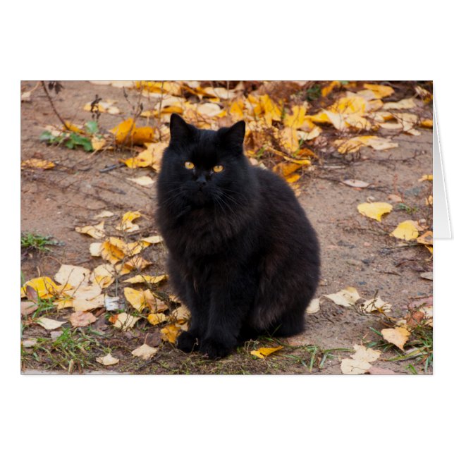 Fluffy Black Kat en Autumn Leaves (Voorkant Horizontaal)