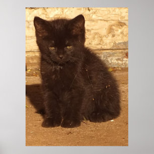 Fluffy Black Kitten Poster