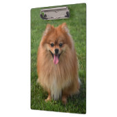 Fluffy Brown Pommomeranian Puppy Dog Klembord (Links)