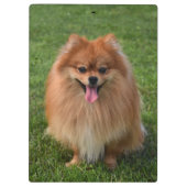Fluffy Brown Pommomeranian Puppy Dog Klembord (Achterkant)