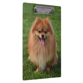 Fluffy Brown Pommomeranian Puppy Dog Klembord (Rechts)