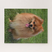 Fluffy Brown Pommomeranian Puppy Dog Legpuzzel (Horizontaal)