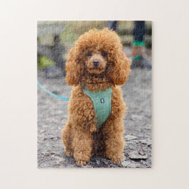 Fluffy Brown Poodle Puppy Dog Legpuzzel