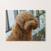 Fluffy Brown Poodle Puppy Dog Legpuzzel (Horizontaal)